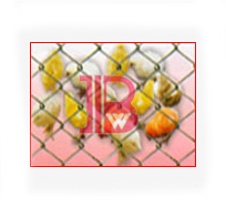 Chain Link Fencing